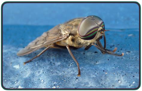 tabanus epistates horse fly  common horse fly   flickr