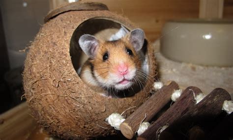 hong kong bang voor besmette nederlandse hamsters  hamsters worden getest en gedood om