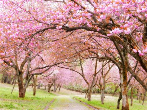 nozomi crafts cherry blossom forest  niigata prefecture japan