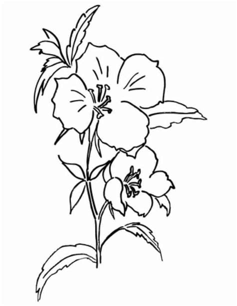 type  flower coloring pages   coloring sheets