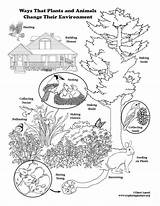 Coloring Animals Environment Plants Ecology Environmental Issues Activities Change Their Science Pages Ways Kindergarten Fun Exploringnature Choose Board sketch template