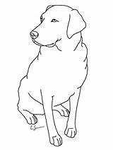 Lab Labrador Puppy Retriever Getdrawings Dogs Pup Kleurplaten Kleurplaat Coloringfolder Uitprinten Downloaden sketch template