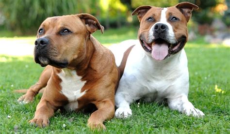 staffordshire bull terrier breed information  history  care
