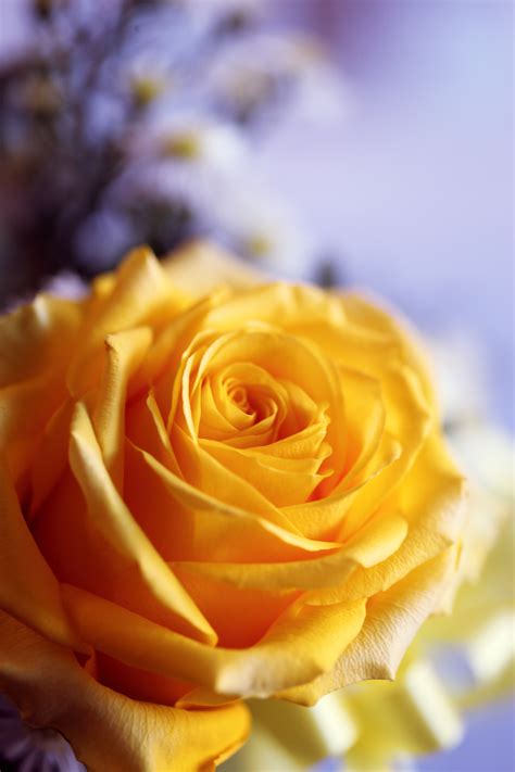 yellow rose  stock photo
