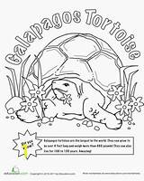 Tortoise Coloring Hare Color Galapagos Worksheet Islands Animals Worksheets Sheet Island Divyajanani Grade Choose Board sketch template