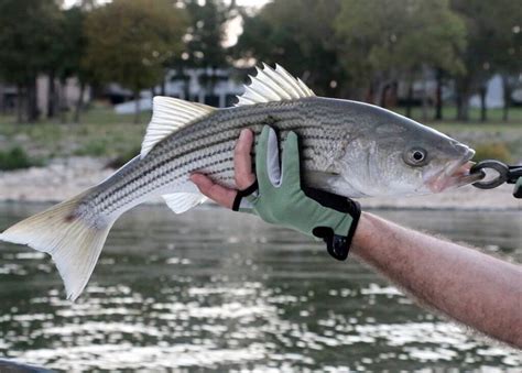 White Bass Vs Striped Bass The Key Differences Ouachita