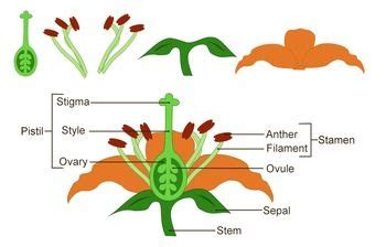 flower parts clipart science diagram labeled  unlabeled parts   flower science