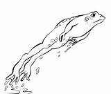 Frog Grenouille Animaux Leaping Coloriage Cliparts Cycle Coloriages sketch template