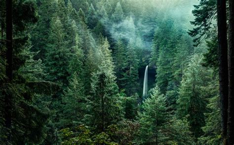 lush forests  america  bring    explorer
