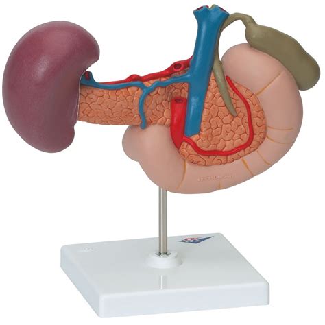 anatomical model rear organs   upper abdomen