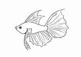 Fish Betta Coloring Pages Fighting Siamese Drawing Printable Cartoon Beta Colouring Color Svg Japanese Getcolorings Draw Patterns Getdrawings Visit Step sketch template