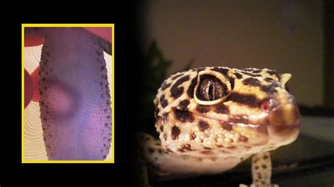 female leopard gecko problems youtube