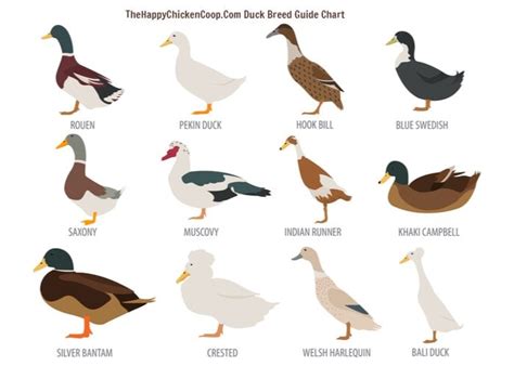ultimate duck breed guide  happy chicken coop