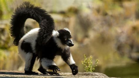 schwarzweisser vari  foto bild natur lemuren landschaft bilder