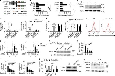 semad reverse signaling promotes anti inflammatory macrophage  scientific diagram