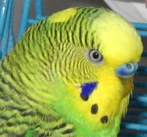 How Old Is My Budgie Transexual You Porn