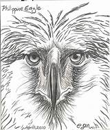 Eagle Philippine Drawing Coloring 1015 85kb Paintingvalley sketch template