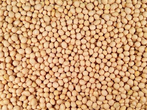 organic soybeans grain place foods