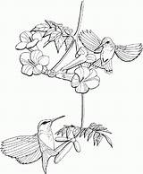 Coloring Hummingbird Pages Print Coloring4free Hummingbirds Line Drawing Printable Ruby Throated Adult Bird Clip Flower Gif Getdrawings Choose Board Everfreecoloring sketch template