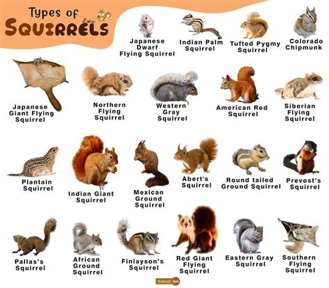 squirrel facts types diet lifespan habitat behavior