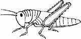 Grasshopper Clipart Clip Cliparts Locust Coloring Color Kids Library Play Wikiclipart Favorites Add Attribution Forget Link Don sketch template