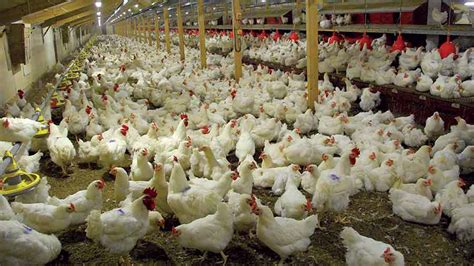cbn boosts poultry business  nb business  guardian