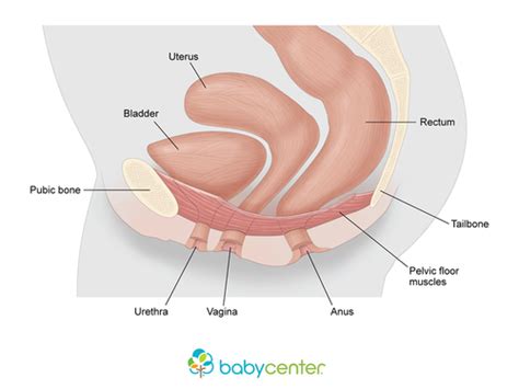 Pelvic Rehab Therapy Help For Uncomfortable Postpartum