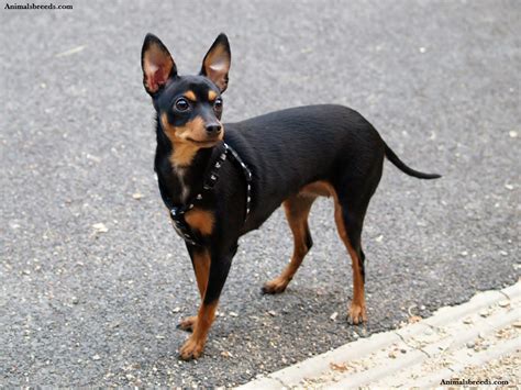miniature pinscher puppies rescue pictures information temperament characteristics