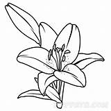 Lily Outline Drawing Line Flower Lilies Draw Calla Clipartmag Getdrawings sketch template