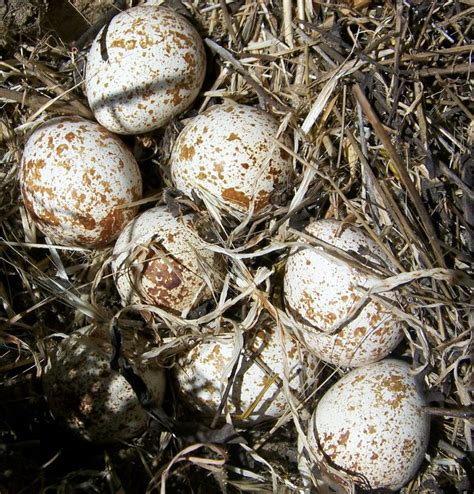 Not To Mention The Eggs Available I Could Pick Quail Eggs Quail