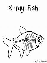 Ray Coloring Pages Fish Xenops Preschool Template Printable Sketchite Book Rays Popular Things Books Coloringhome sketch template