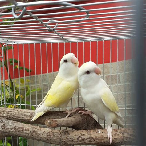creamino love birds pet pet birds parrots african lovebirds