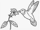 Coloring Hummingbird Pages Bird sketch template
