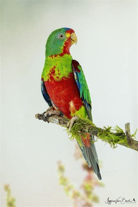 swift parrot red belly selective breeding bird species parrot beautiful birds