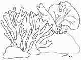 Coral Reef Drawing Easy Drawn Getdrawings Pencil sketch template