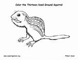Coloring Squirrel Ground Thirteen Lined sketch template