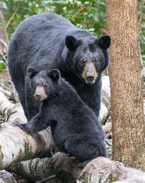 Black Bear Mother And Cub Sitting On An Aspen Log Smithsonian Photo