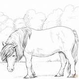 Coloring Pages Pony Shetland Horse Printable Drawing Horses Print Categories sketch template