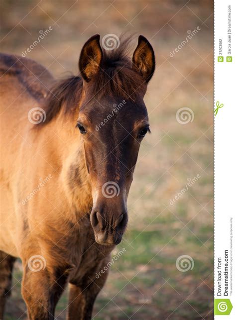 brown colt stock photo image  equine mare baby cute