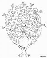 Pitara Feather Coloringbay Wonder sketch template