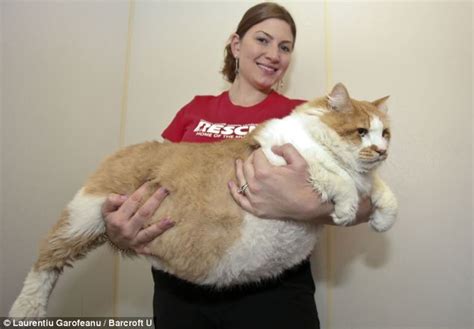now that s a fat cat puss named after lazy comic strip feline garfield