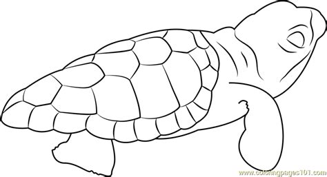 baby turtle coloring page  kids  turtles printable coloring