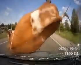 dashcam footage shows car crash into cattle who were mating in the road daily mail online