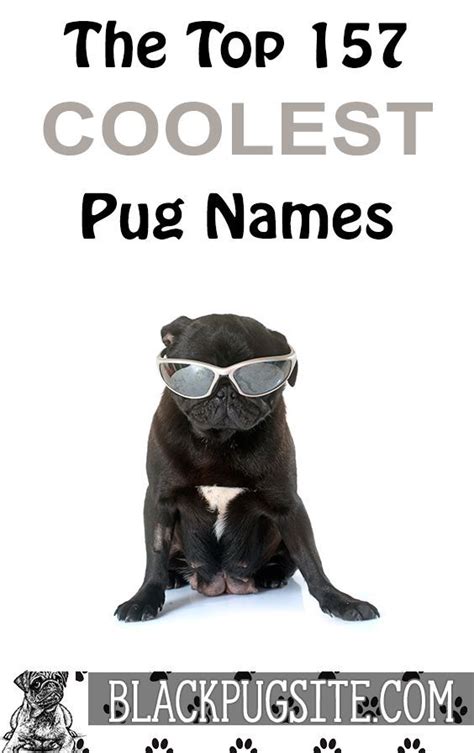 amazing pug names        member   family pug names