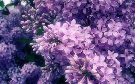 lilac flowers hoa tu dinh huong hoa dep