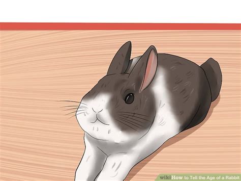 how to tell the age of a rabbit 10 steps with pictures