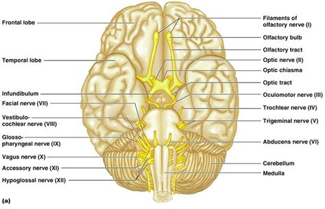 toosogie medical images cranial nerves