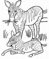 Coloring Pages Zebra Baby Wild Animals Animal Mother Colouring Printable Print Clipart Honkingdonkey Kids Flower Color Sheets Gif Wallpaper Activity sketch template