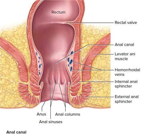 rectum anatomy and rectum function differentiate anus vs rectum
