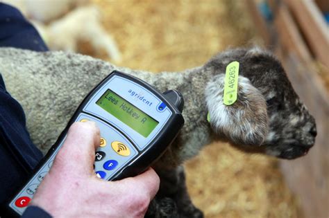 schapensector wijst eherkenning en digid voor ir af het schaap